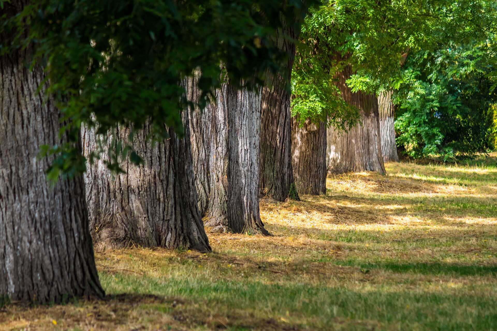 A grove of mature trees