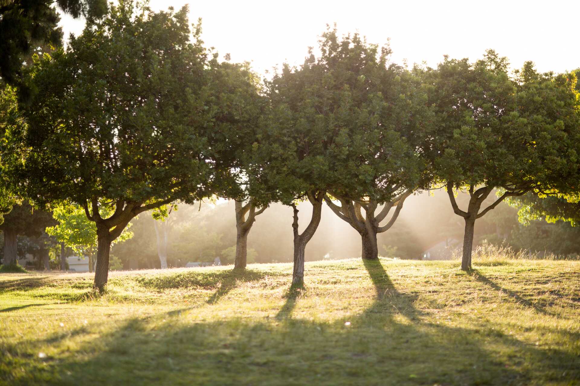 Sunlight through a grove of trees