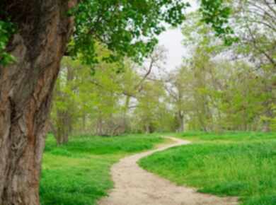 The Role of Stable Housing in Early Recovery: Why Where You Live Matters 4 path leading to the forest thicket spring forest 2025 03 23 18 38 54 utc ultra optimized